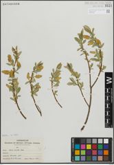 Foto von Salix lucida Muhl.